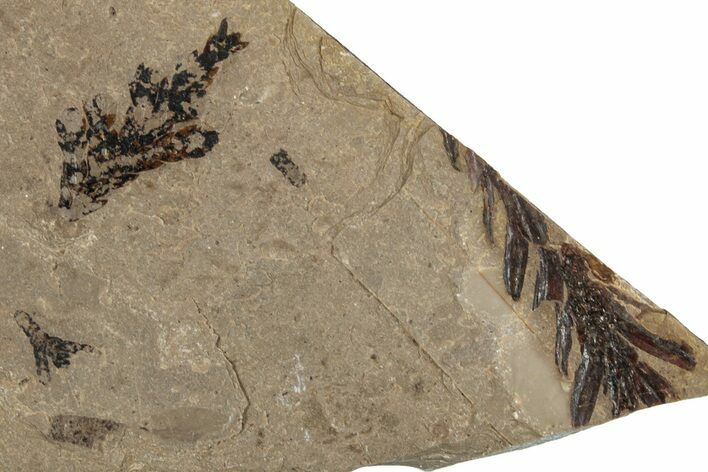 Conifer Needle Fossil Plate - McAbee, BC #262249